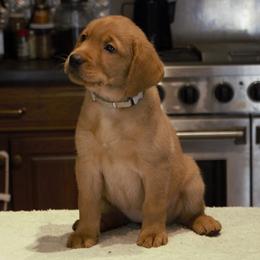 Labrador Retriever Puppies from Pondside Retrievers