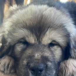 Boy 5 - Tibetan Mastiff puppy in Colorado Springs, Colorado from Wanderlust Tibetan Mastiffs