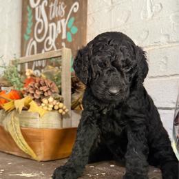 Pandora - Black female Goldendoodle puppy in Arlington, Texas from Chambers Doodle Patch