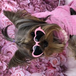 Yorkshire Terriers from Teenie Sweeties Yorkies