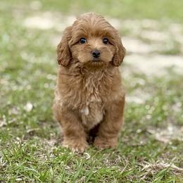 Cardinal - Red male Australian Labradoodle puppy in Calhoun, Louisiana from Arrowhead Australian Labradoodles