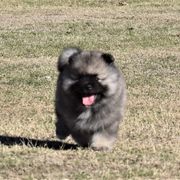 Keeshond Puppies from Anna Boehringer