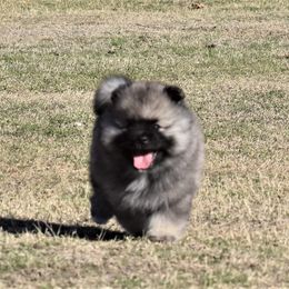 Keeshond Puppies from Anna Boehringer