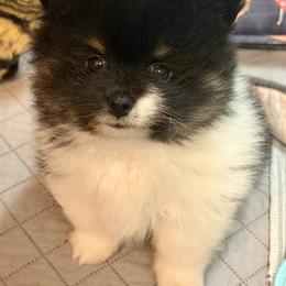 Blackie - Black parti male Pomeranian puppy in Snohomish County, Washington from Heartlove Poms
