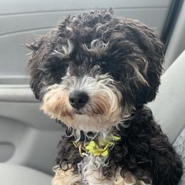 Layla - Bernedoodle