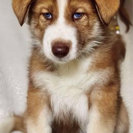 Boy 2 - male Native American Indian Dog puppy in Granby, Colorado from Turtle Island NAIDs