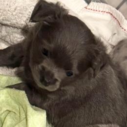 Owen - Blue and white male Chihuahua puppy in Brooklyn, Connecticut from Ladybug Chihuahuas