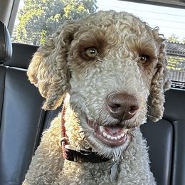 Cavalier King Charles Spaniels, Cavapoos, Goldendoodles, and Poodles from Lipscomb Doodles