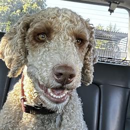 Cavalier King Charles Spaniels, Cavapoos, Goldendoodles, and Poodles from Lipscomb Doodles