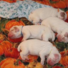 Clumber Spaniel Puppies from SunMagic Clumber Spaniels