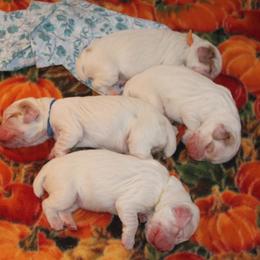 Clumber Spaniel Puppies from SunMagic Clumber Spaniels