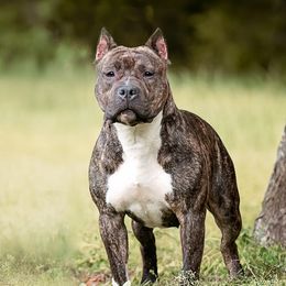 Chunky Monkey - American Staffordshire Terrier