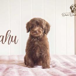 Oahu - Red female Aussiedoodle puppy in Roebuck, South Carolina from Dani's Dandy Doodles