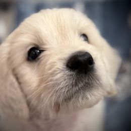 Goldendoodle, Golden Retriever, Poodle, and Shih Tzu Puppies from Platinum Paws Puppies