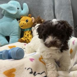 Harry - Chocolate male Havanese puppy in Wappapello, Missouri from Coraz’on Havanese