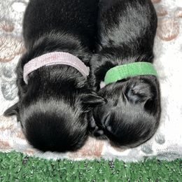 Shihpoo and Shih Tzu Puppies from STORM'S CAPONE  & DAKOTAKIA AKC QUALITY SHIH TZU'S