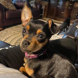 Chihuahuas from K & W Chihuahuas