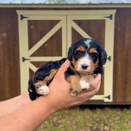 Goldie - Tri-color female Bernedoodle puppy in Greenville, Texas from Doodles of Promise