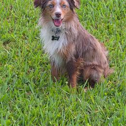 Benji - Miniature Australian Shepherd