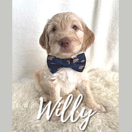 Willy - Goldendoodle puppy in Conway, New Hampshire from Arbor Grace Doodles