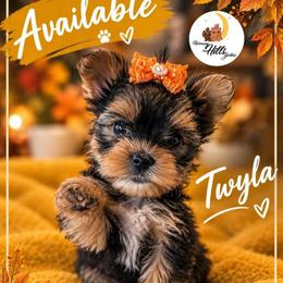 Twyla - Black and tan female Yorkshire Terrier puppy in Moses Lake, Washington from Harmony Hills Yorkies