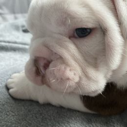 Bulldog Puppies from Bulldawg Vee