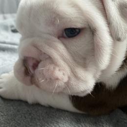 Bulldog Puppies from Bulldawg Vee