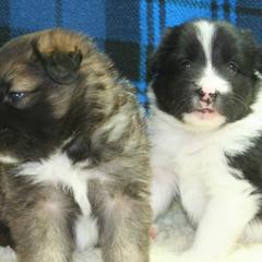 Icelandic Sheepdog Puppies from Valhalla Icelandic Sheepdogs