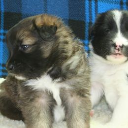 Icelandic Sheepdog Puppies from Valhalla Icelandic Sheepdogs