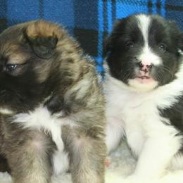Icelandic Sheepdog Puppies from Valhalla Icelandic Sheepdogs
