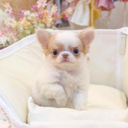 Chihuahua and Pomeranian Puppies from Exotic City Pomeranians