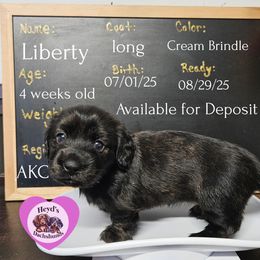 Liberty - Brindle female Dachshund puppy in Hoquiam, Washington from Heyd's Mini Dachshunds