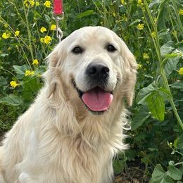 Penny - Golden Retriever