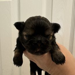 Willie - Chocolate male Shih Tzu puppy in Spring, Texas from Precious Tzu Crew