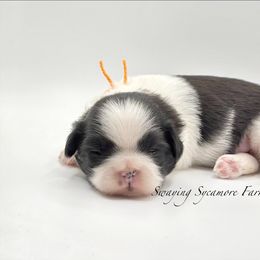 Black and White Male - Orange Collar - Black and white male Shih Tzu puppy in Crawfordsville, Indiana from Swaying Sycamore Farm