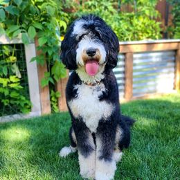 Tilly - Bernedoodle