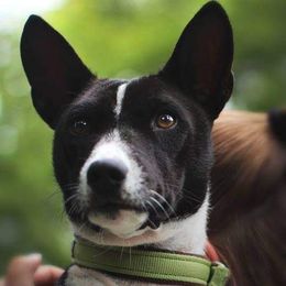 Khonsu - Basenji