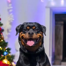 Kora - Rottweiler