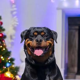 Kora - Rottweiler