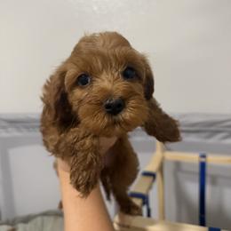 Bailey - Red female Cavapoo puppy in Fort Worth, Texas from Aloha Paradise Poodles LLC