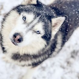 Jax - Siberian Husky
