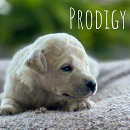 Danish - Cream female Poodle puppy in Pella, Iowa from Prodigy Farms Therapy Dogs