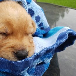 Golden Retriever Puppies from Sims Golden Retrievers