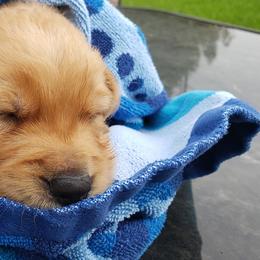 Golden Retriever Puppies from Sims Golden Retrievers
