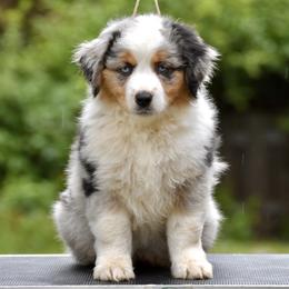 Australian Shepherd and Miniature American Shepherd Puppies from Bright Heart Aussies & Miniature American Shepherds