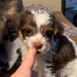 Chocolate caramel kisses - Chocolate, tan and white male Yorkshire Terrier puppy in Sacramento County, California from WiseGuys Love Yorkies