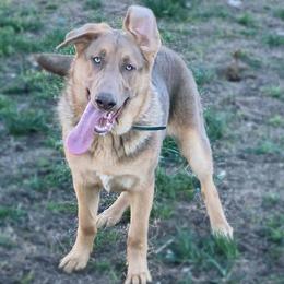 Hades - German Shepherd