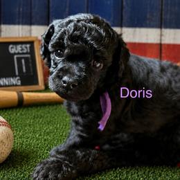 Doris - Phantom female Poodle puppy in Ardmore, Oklahoma from The Poodles of Green Acres
