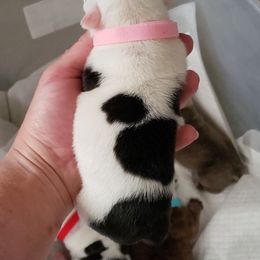 English Bulldog Puppies from Ruza's Bulldogs