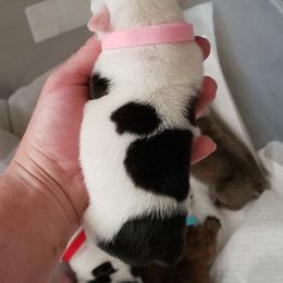 English Bulldog Puppies from Ruza's Bulldogs